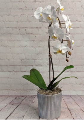 Simply Stunning Phalaenopsis